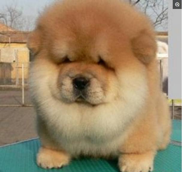 宠物狗公主裙装：让毛孩子化身童话主角