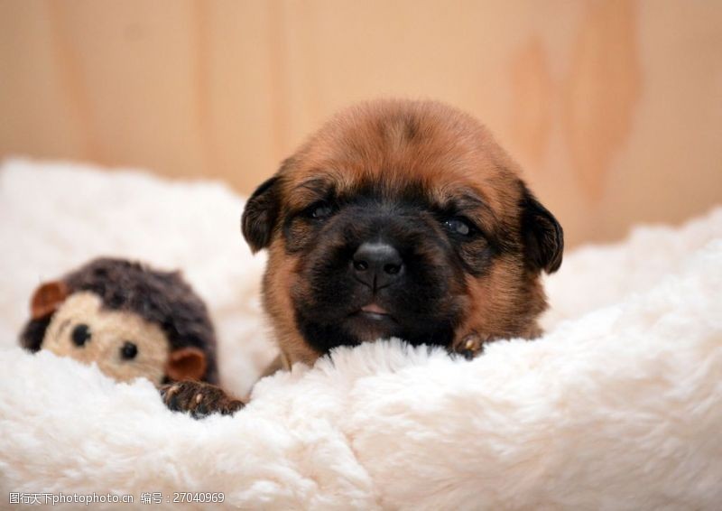 宠物狗专用家具：打造温馨宠物生活空间