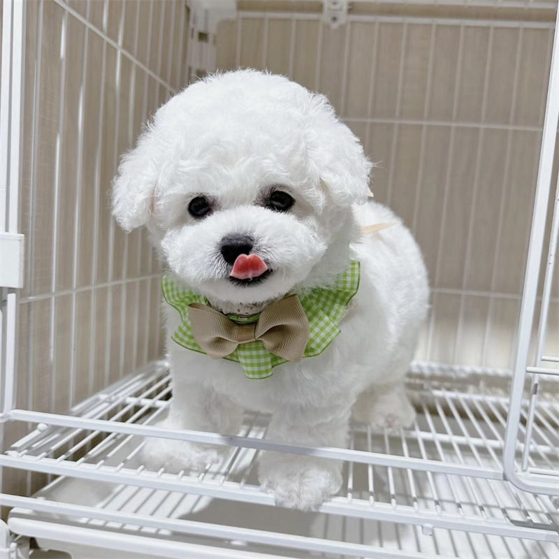 宠物狗专用家具：打造温馨宠物生活空间