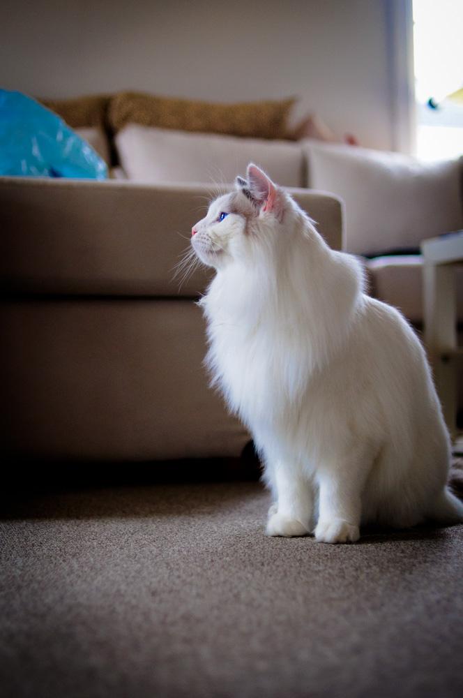 淮安走失宠物狗：寻找失散伙伴的温馨旅程