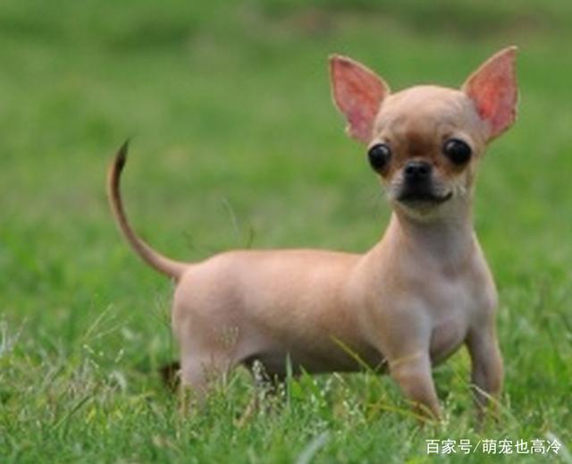 大气宠物狗笼子：为爱宠打造专属领地