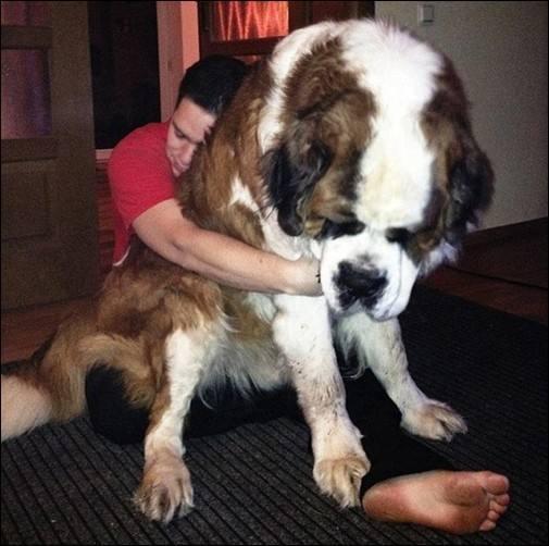 宠物狗有多少骨头？揭秘狗狗骨骼的秘密