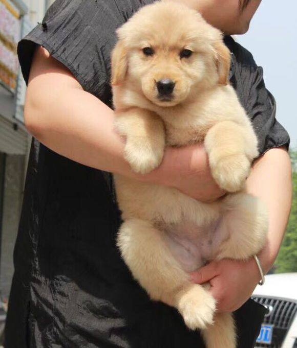 大气宠物狗笼子：为爱宠打造专属领地