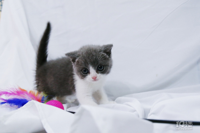 平舆宠物狗便宜出售——寻找你的四脚伙伴