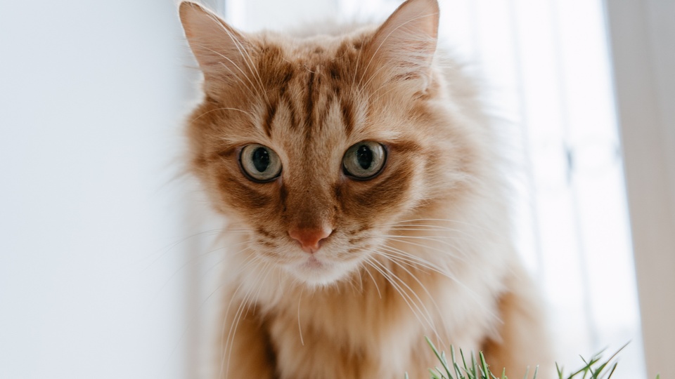 宠物狗萨摩耶吃东西：揭秘萨摩耶的饮食习惯与趣味瞬间