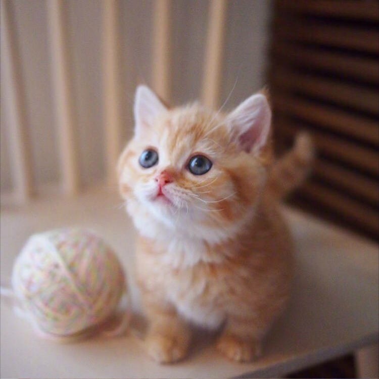 宠物狗大全：那些奇葩又可爱的狗狗们