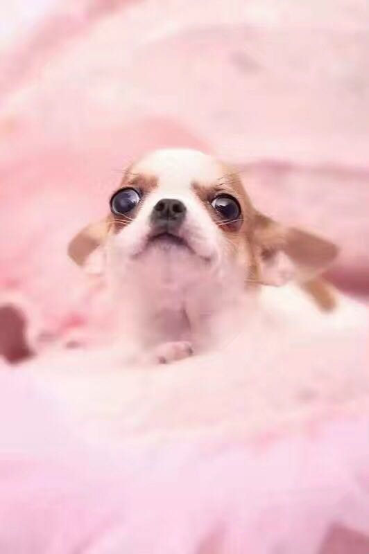 外国各种宠物狗品种：揭秘世界各地的毛茸茸伙伴