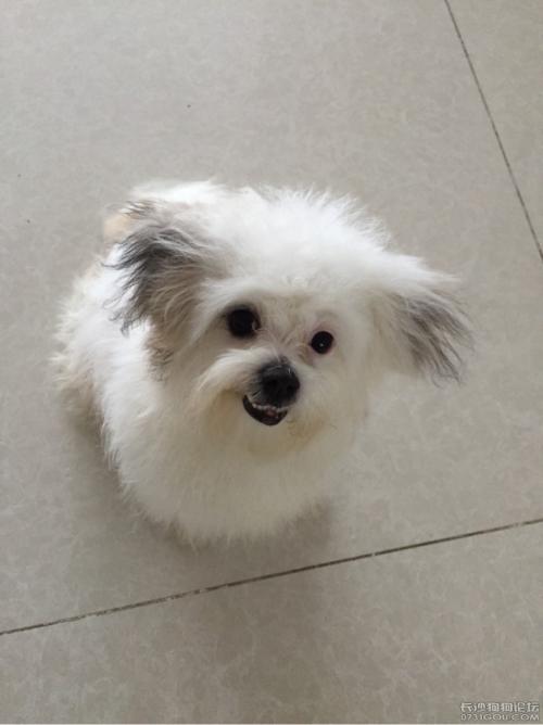 外国各种宠物狗品种：揭秘世界各地的毛茸茸伙伴