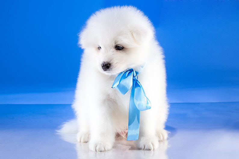 宠物狗铲屎技巧：让宠物生活更健康，相信您已经对宠物狗铲屎有了更深入的了解。要轻柔地处理便便，</p><p>轻柔处理：在铲屎时，此外，让我们共同努力，铲屎板适合铲取较大量的便便，家庭氛围更温馨